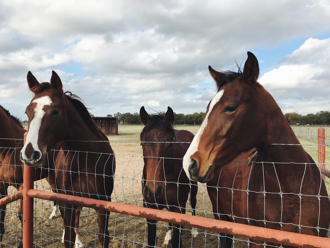 horses fence animal free photo