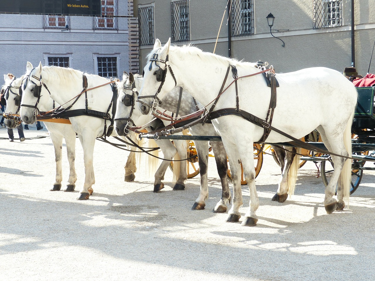 horses horse drawn carriage mold free photo