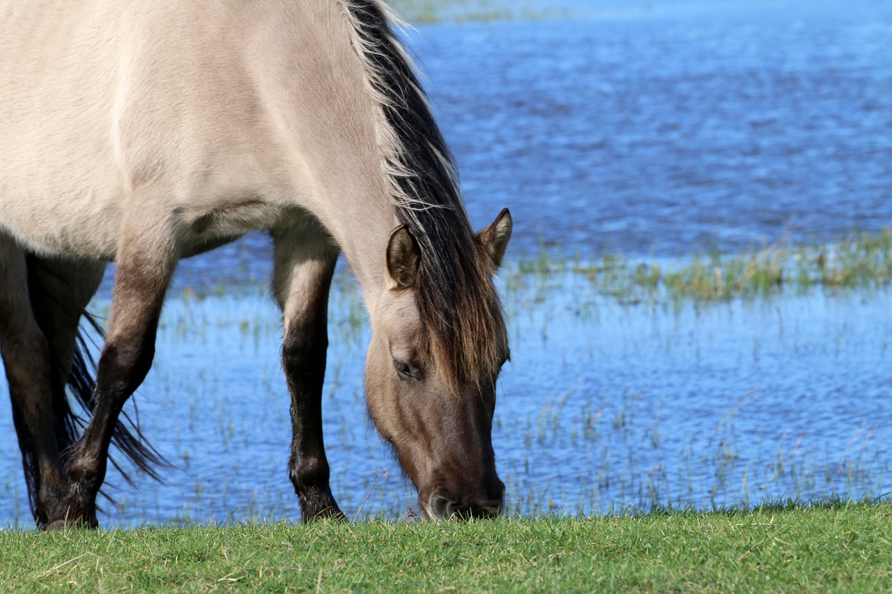 horses browser king horse free photo