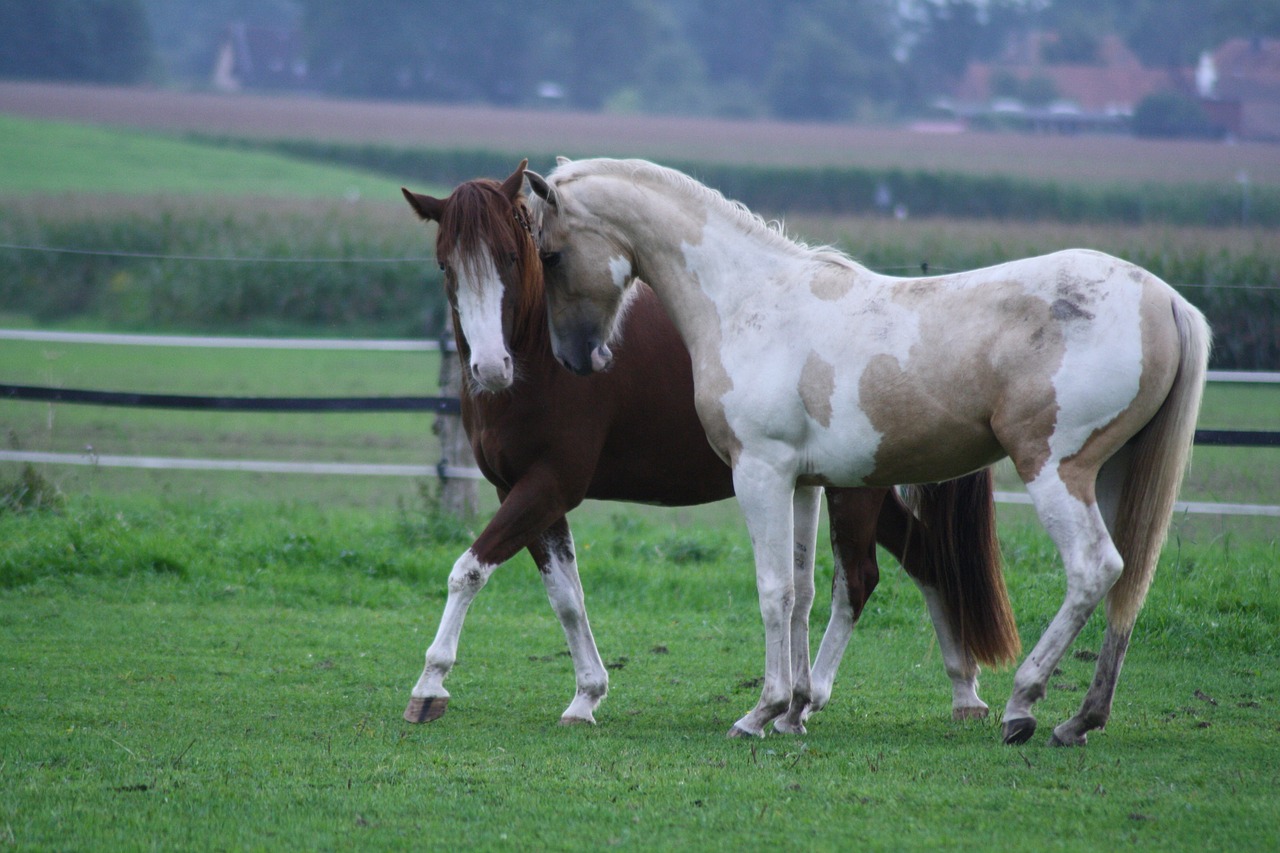 horses animals love free photo