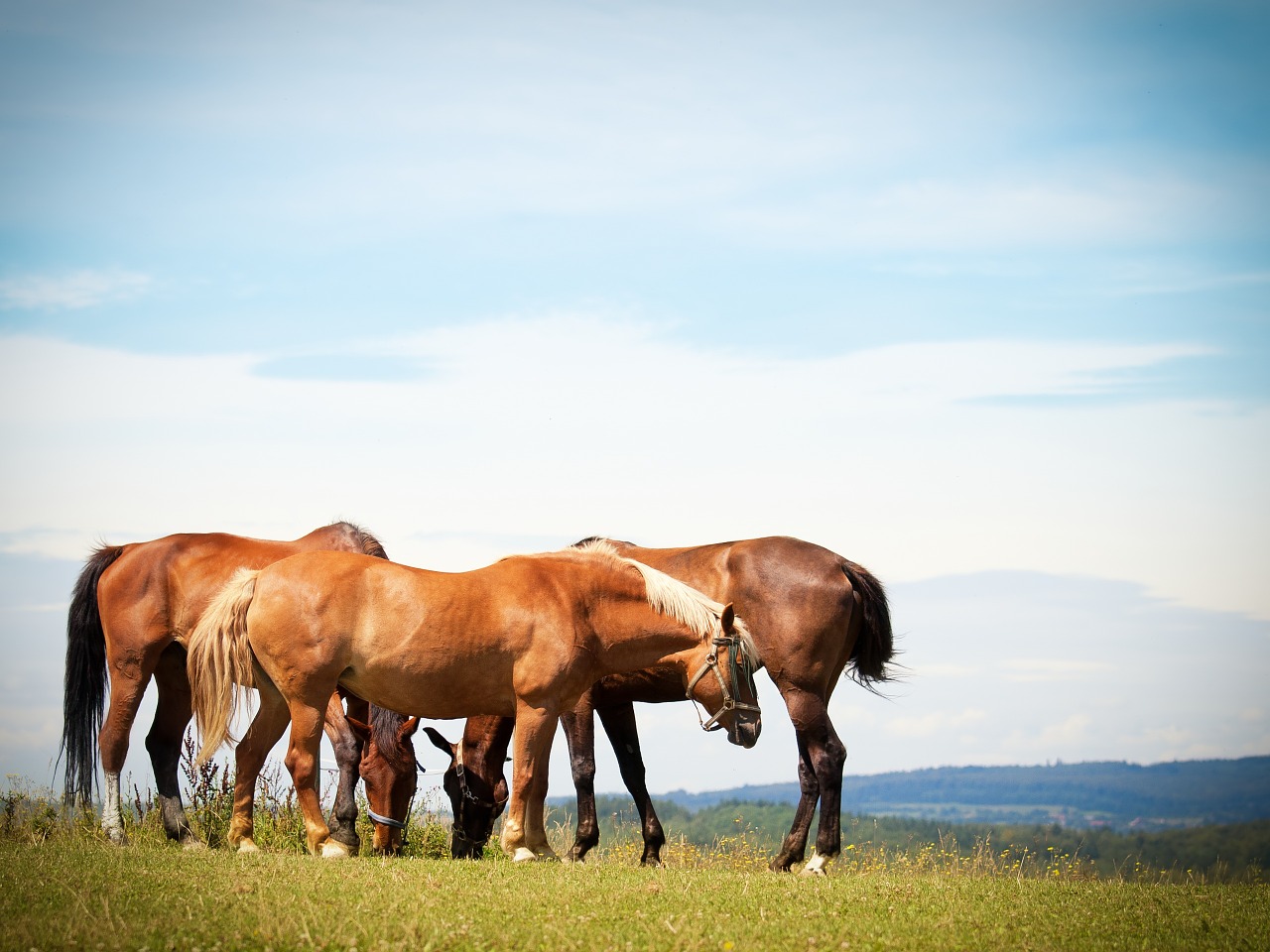 horses flock pasture free photo