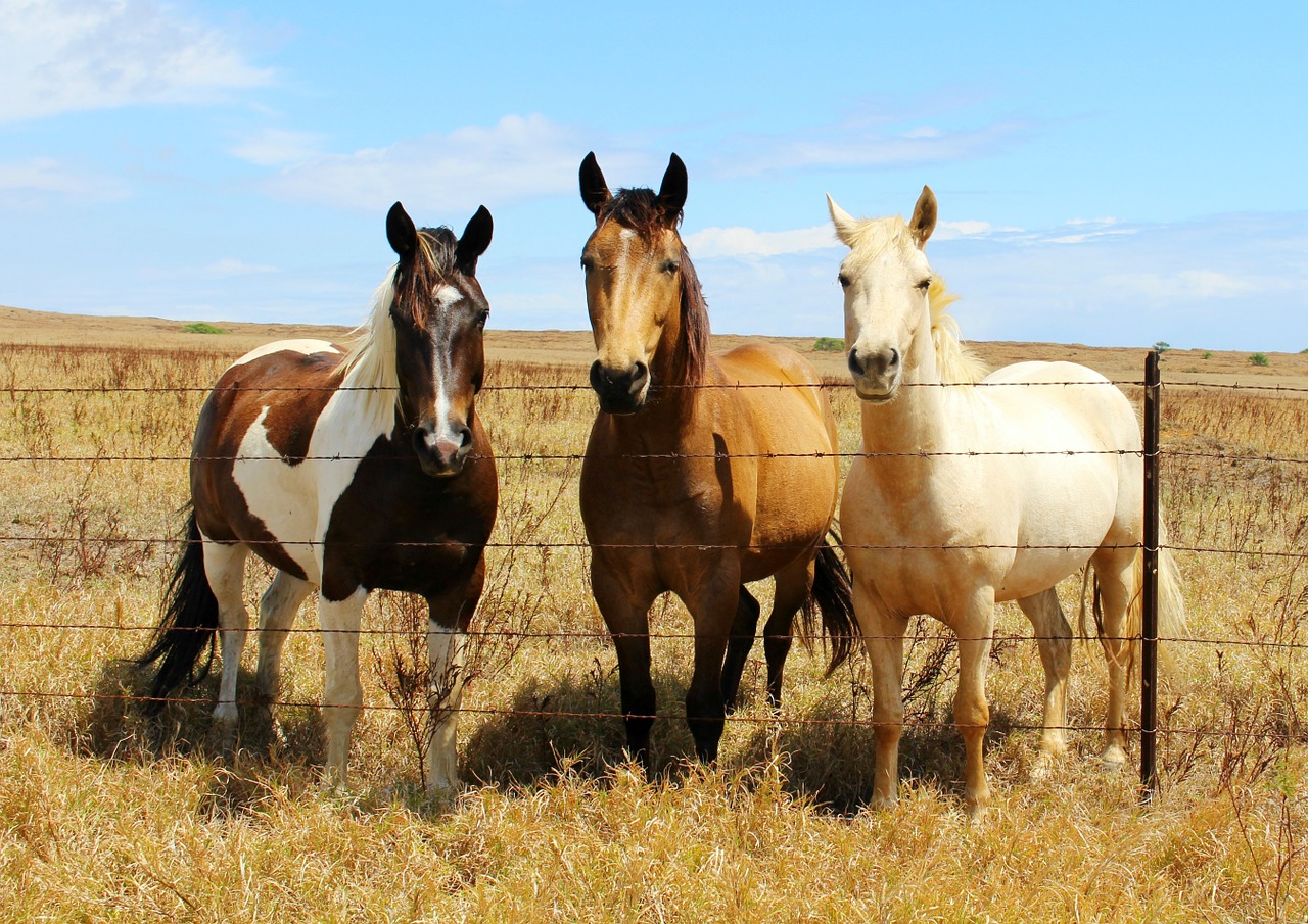 horses animals pasture free photo