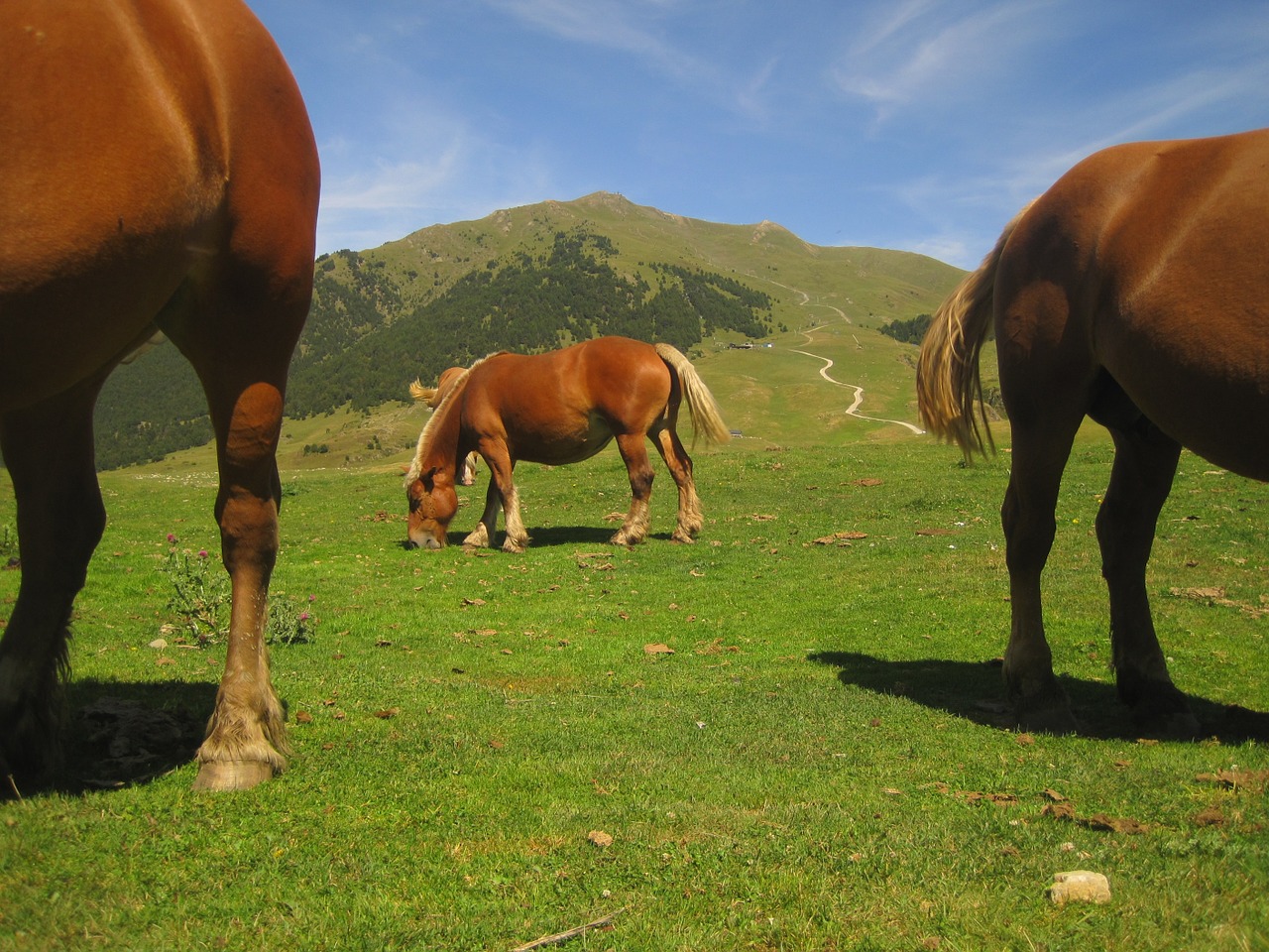 horses valley nature free photo