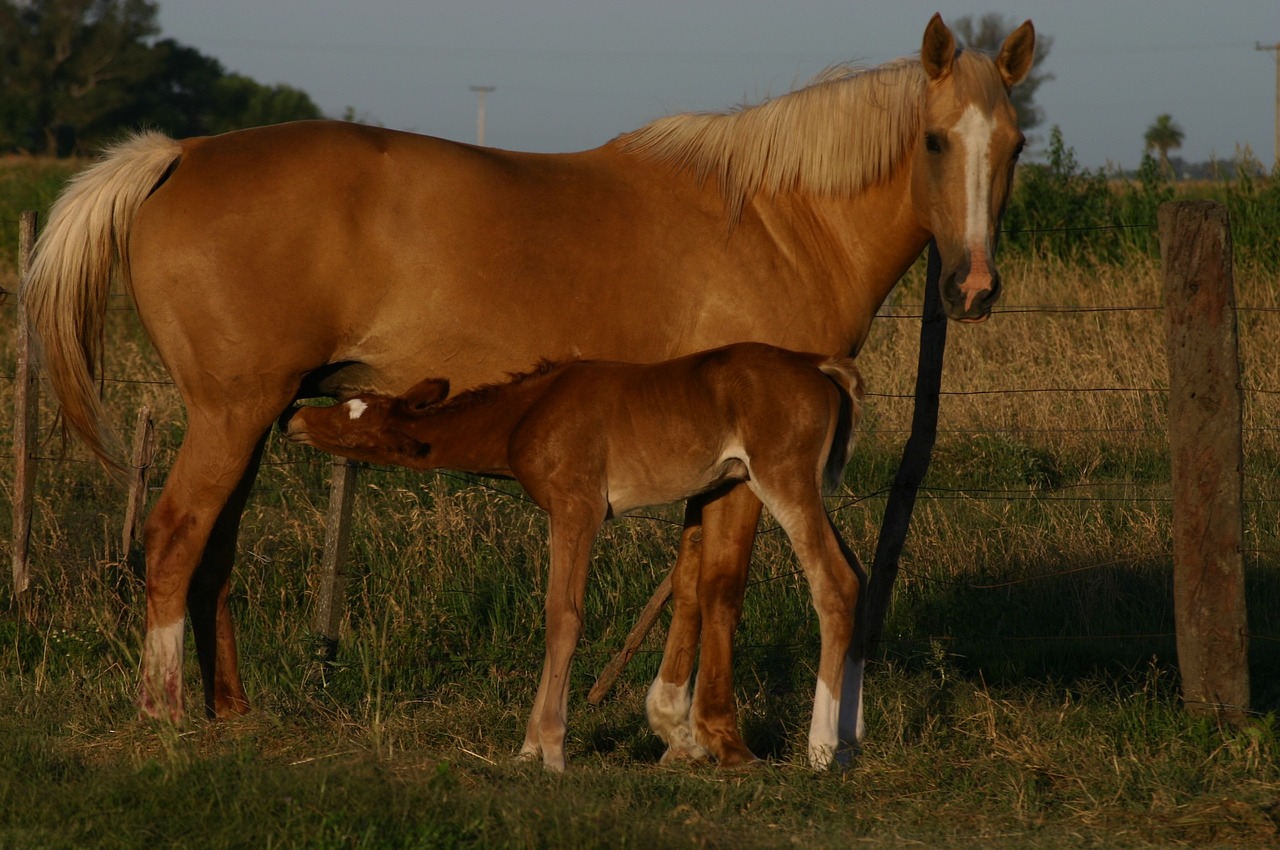 horses mother family free photo