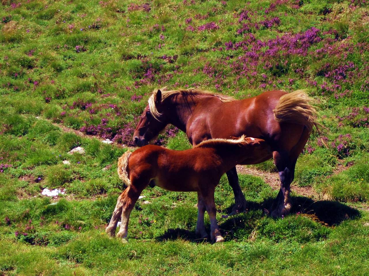 horses prado prairie free photo