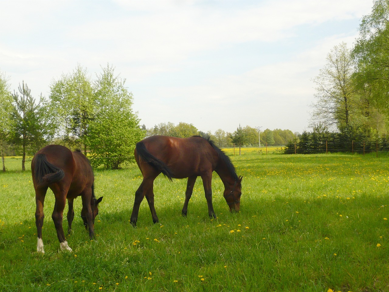 horses meadow horse free photo