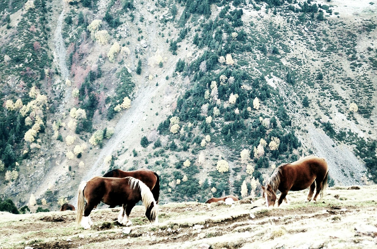 horses girona landscape free photo