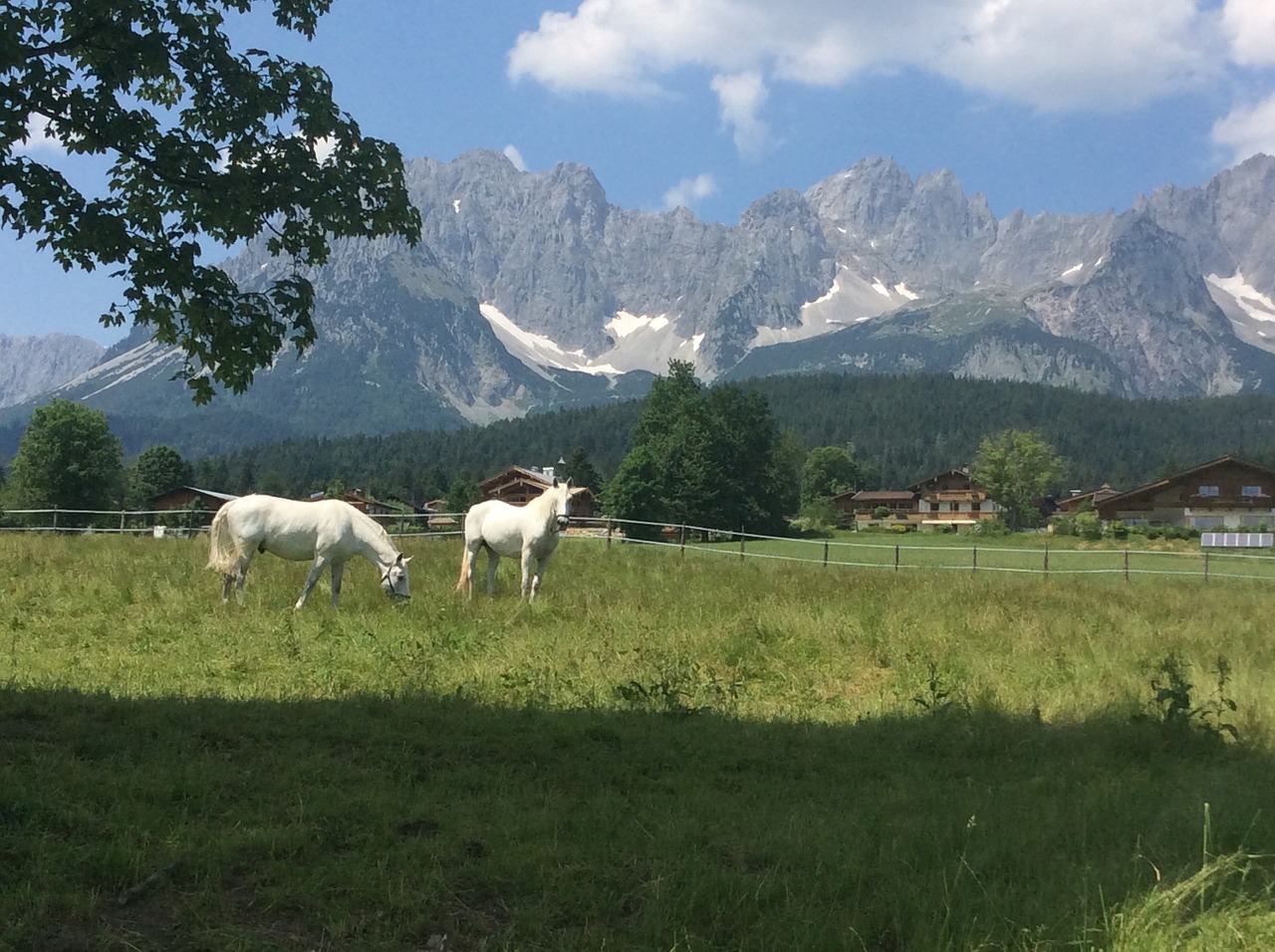 horses mountains nature free photo