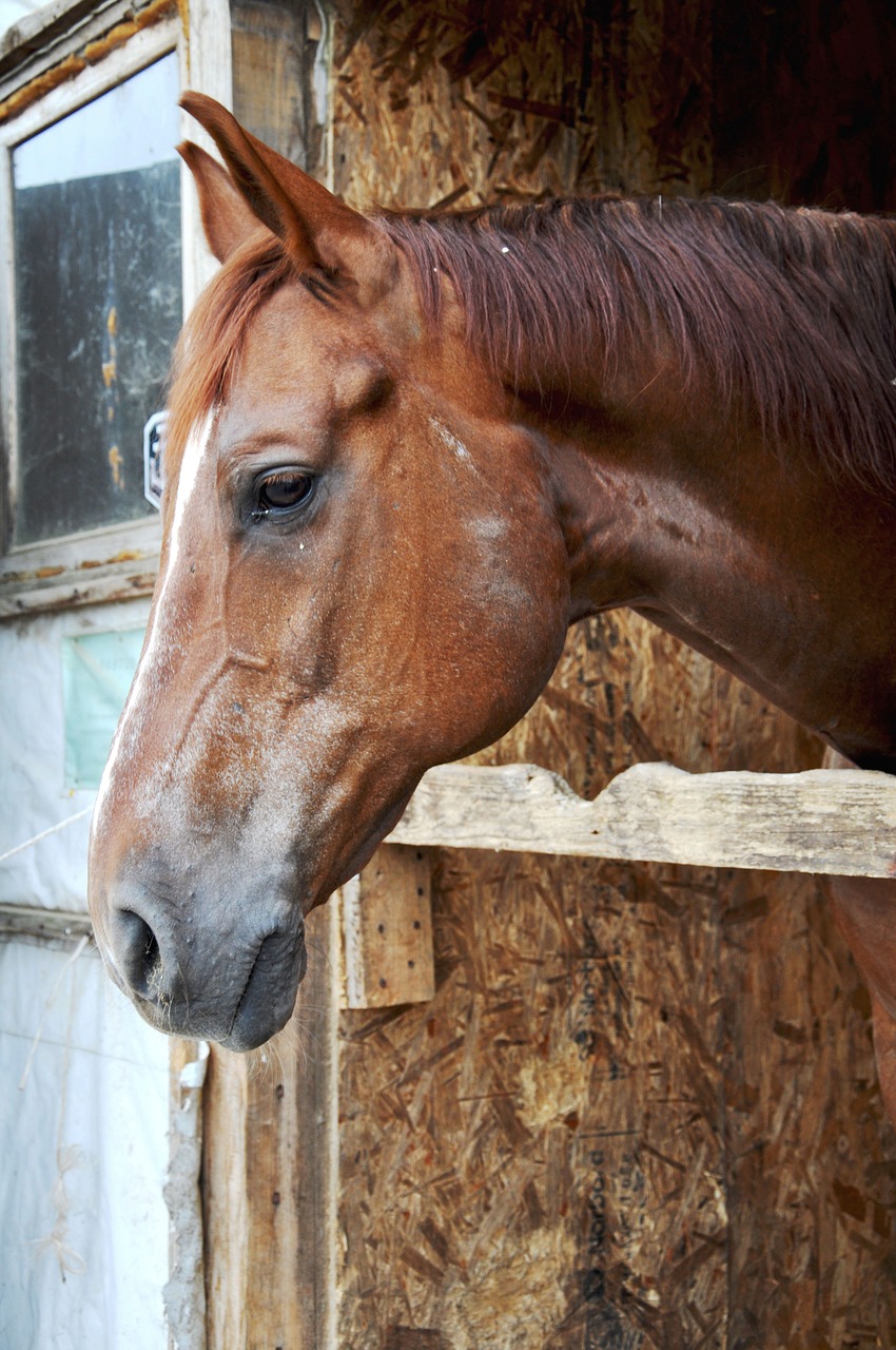 horses animals nature free photo