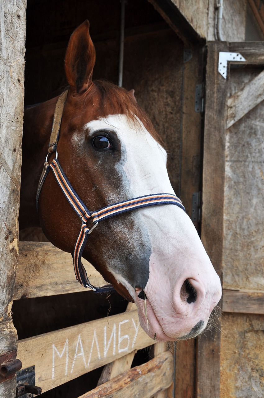 horses animals nature free photo