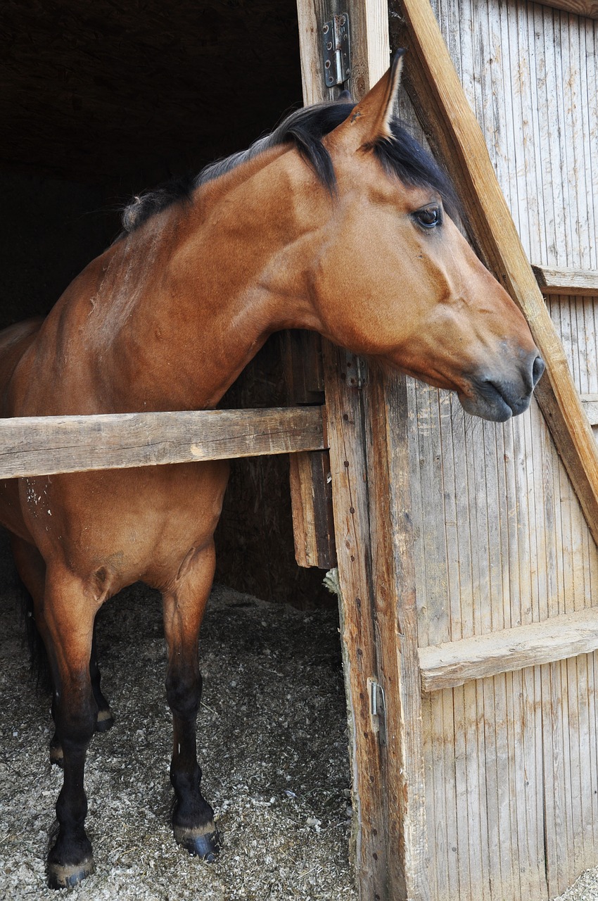 horses animal nature free photo