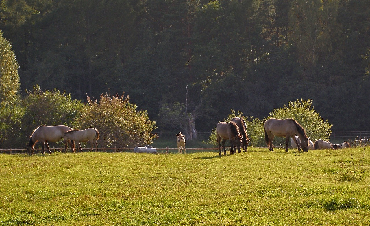 horses as the undomesticated tarpan mite free photo