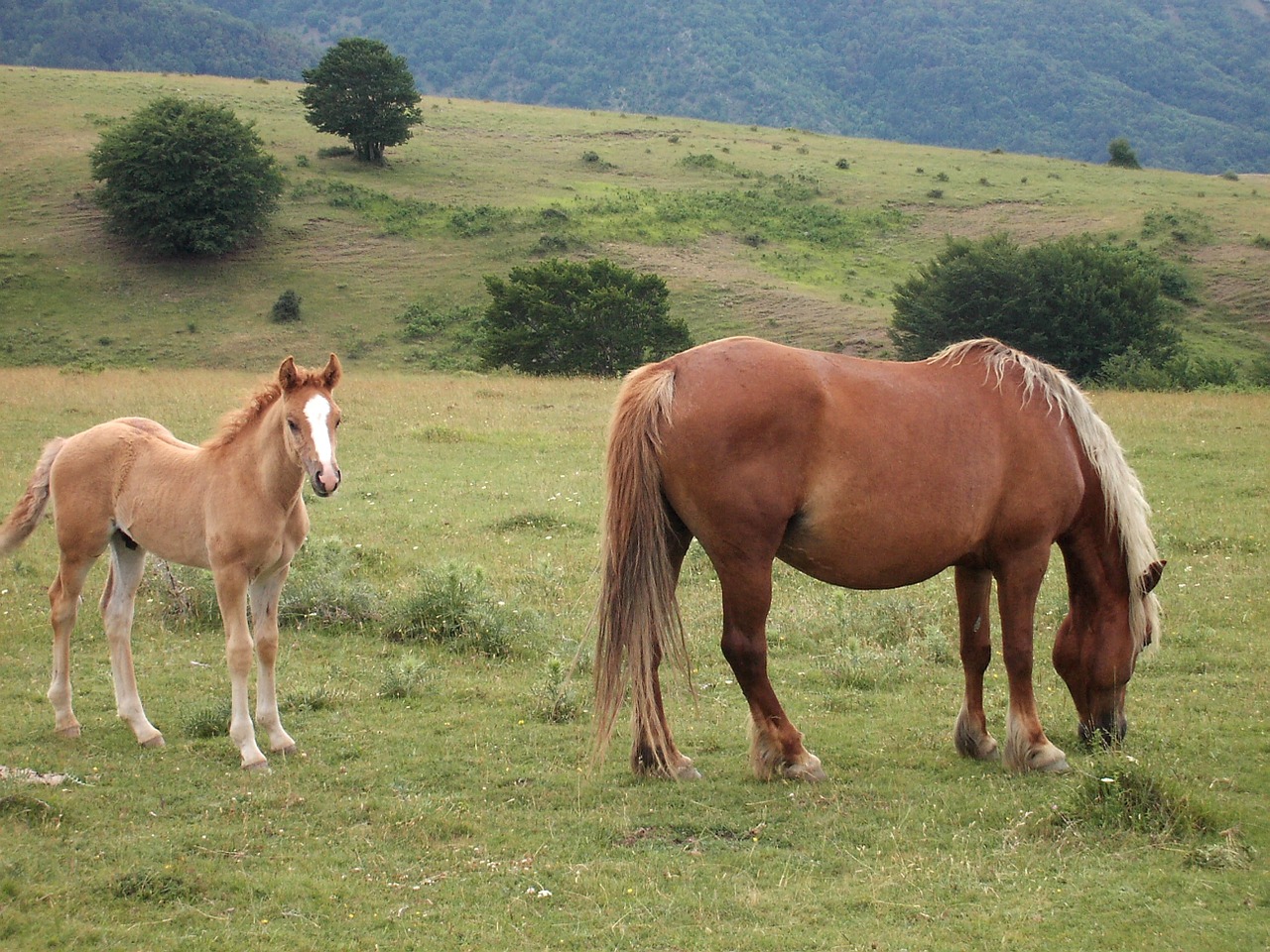 horses nature wildlife free photo