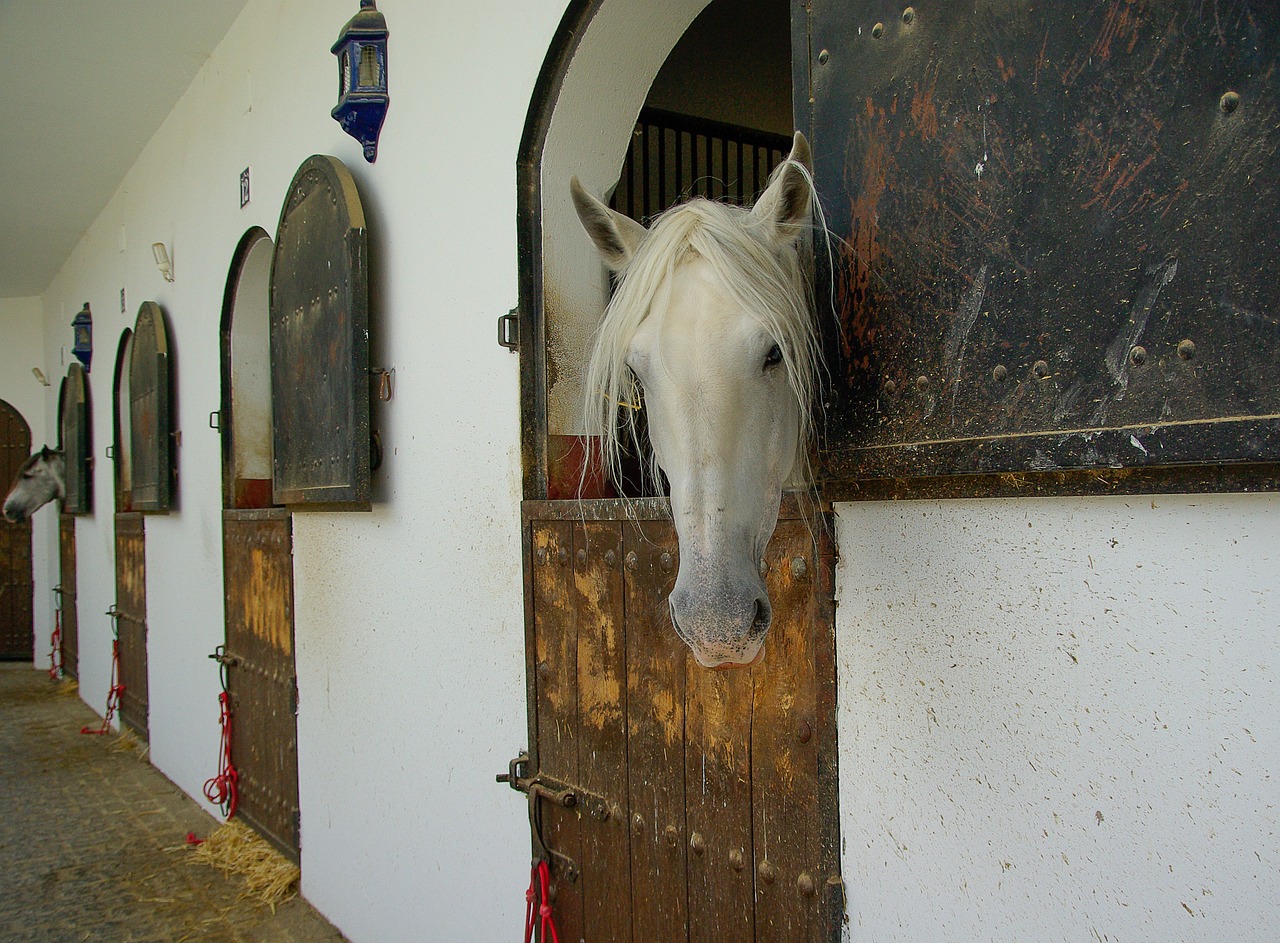 horses haras stable free photo