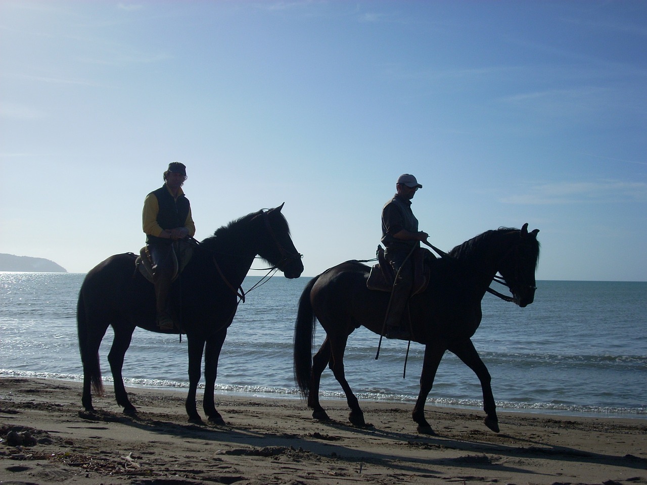 horses beach sea free photo