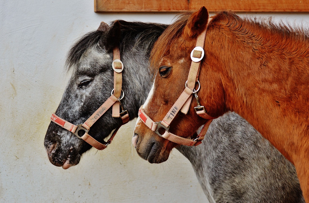 horses animal rescue hoofed animals free photo
