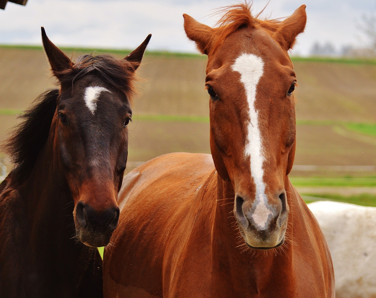 horses harmony for two free photo