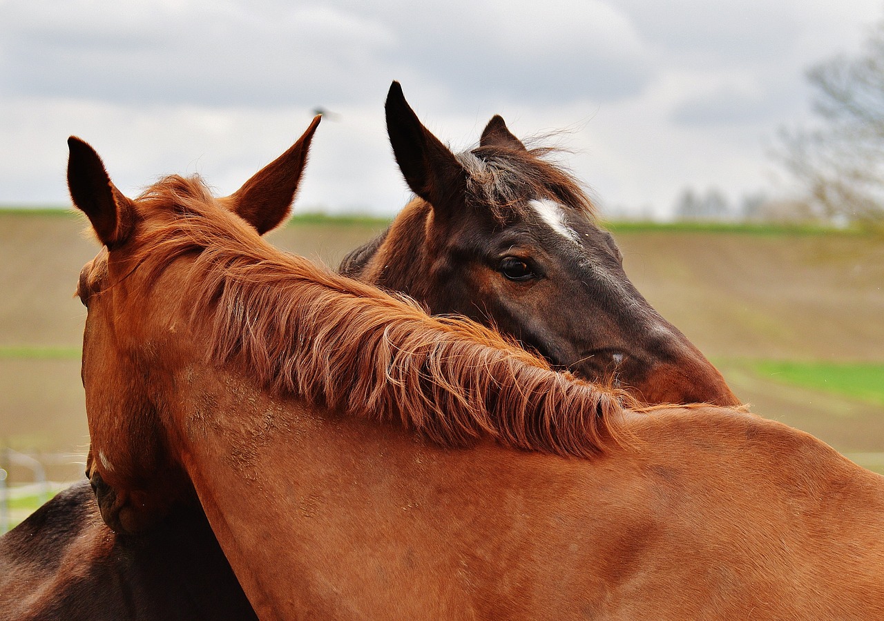 horses harmony for two free photo