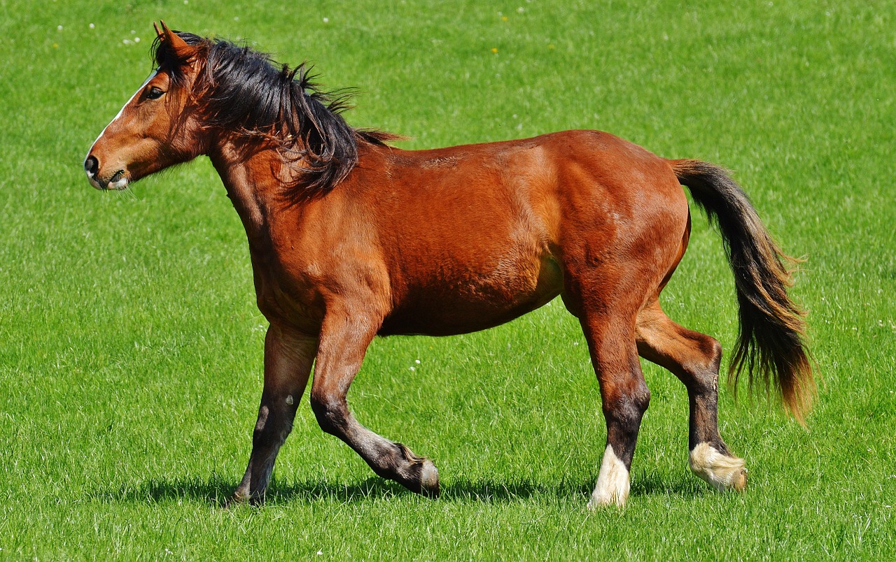 horses meadow coupling free photo