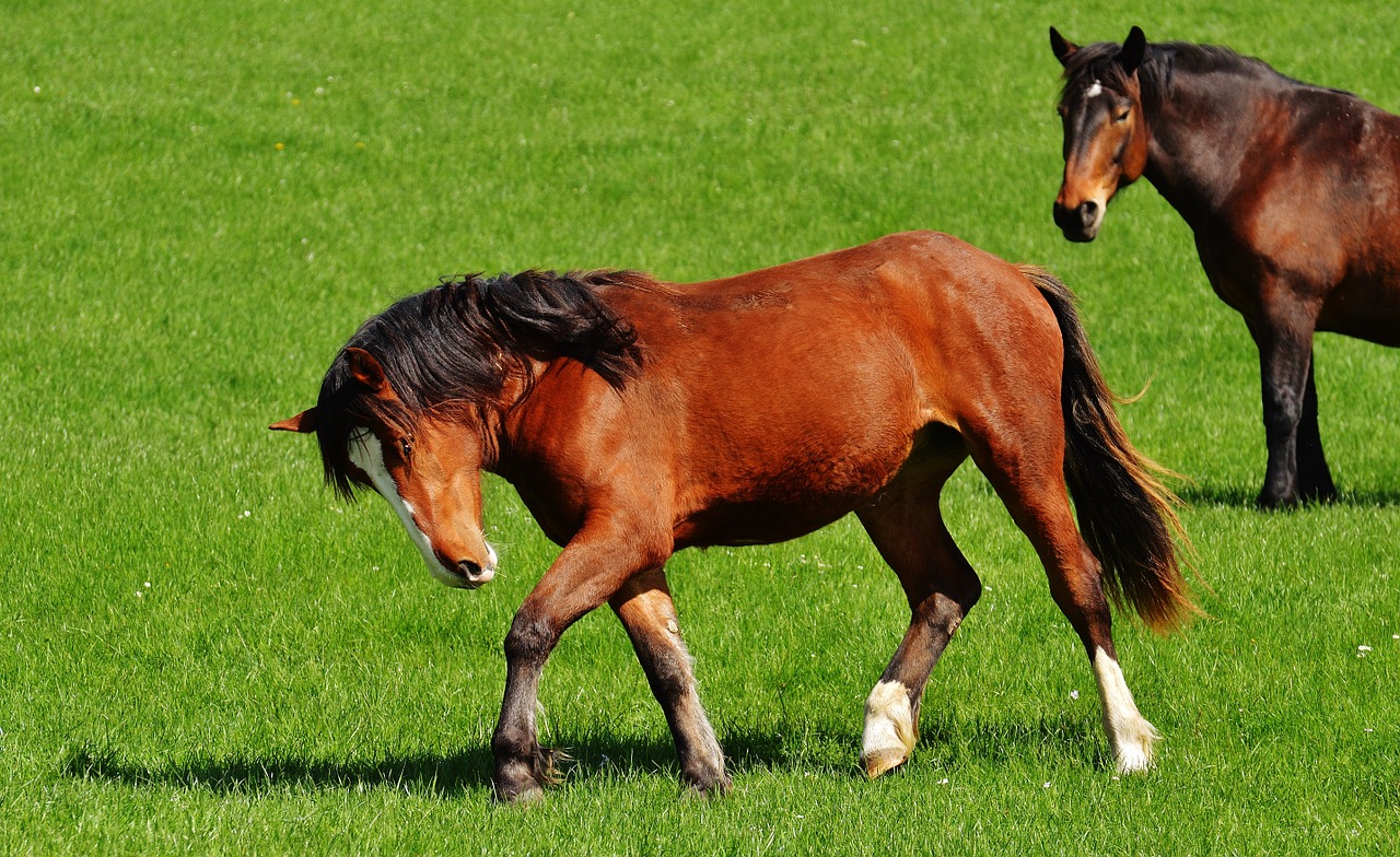 horses meadow coupling free photo