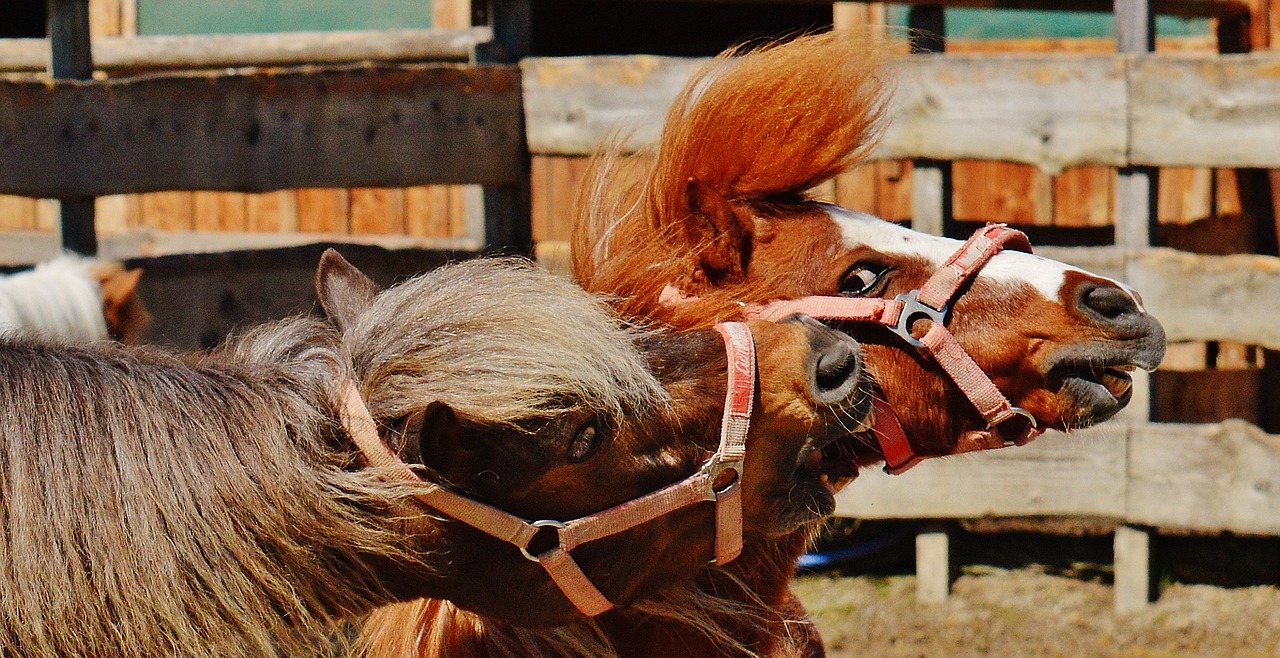 horses play funny free photo