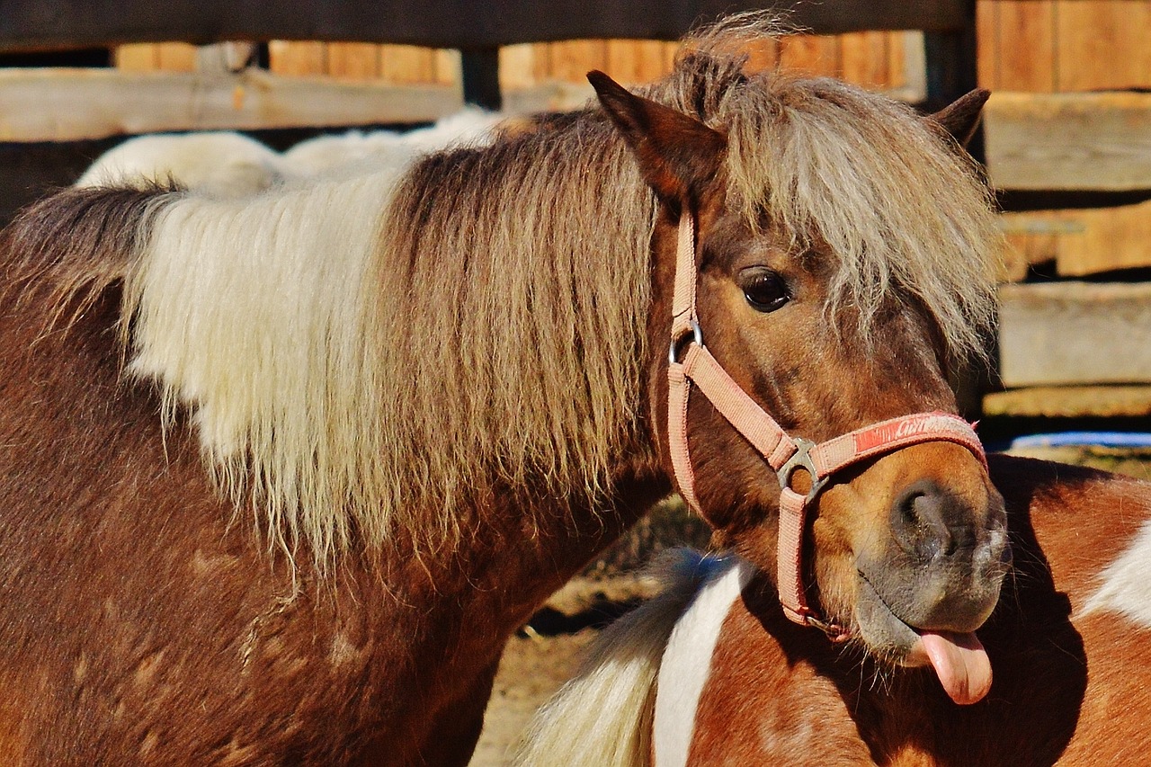 horses play funny free photo