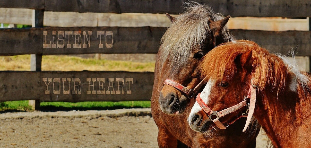 horses listen to your heart pair free photo