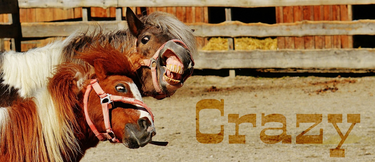 horses play funny free photo