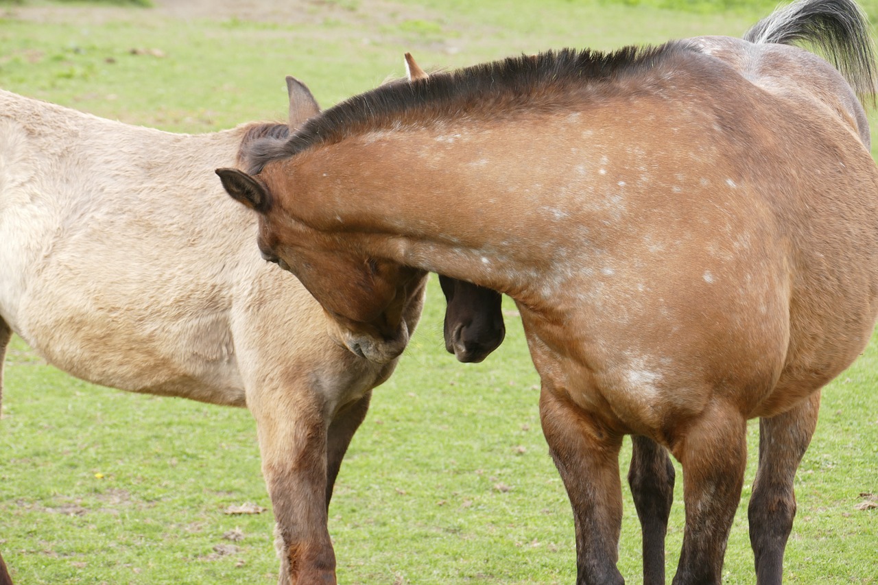 horses coupling friendship free photo