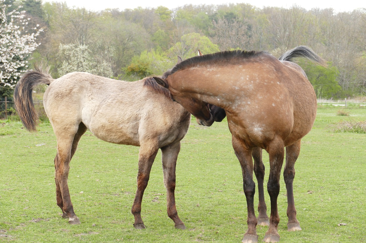 horses couple friendship free photo