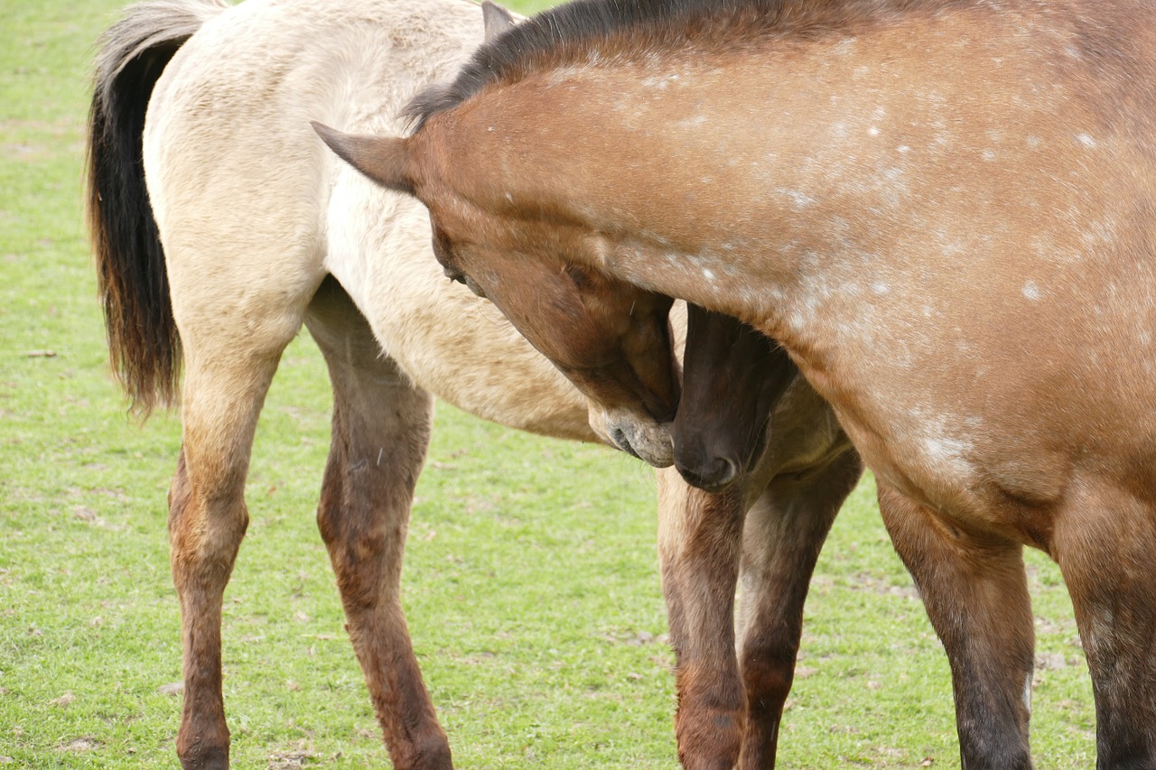 horses friendship coupling free photo