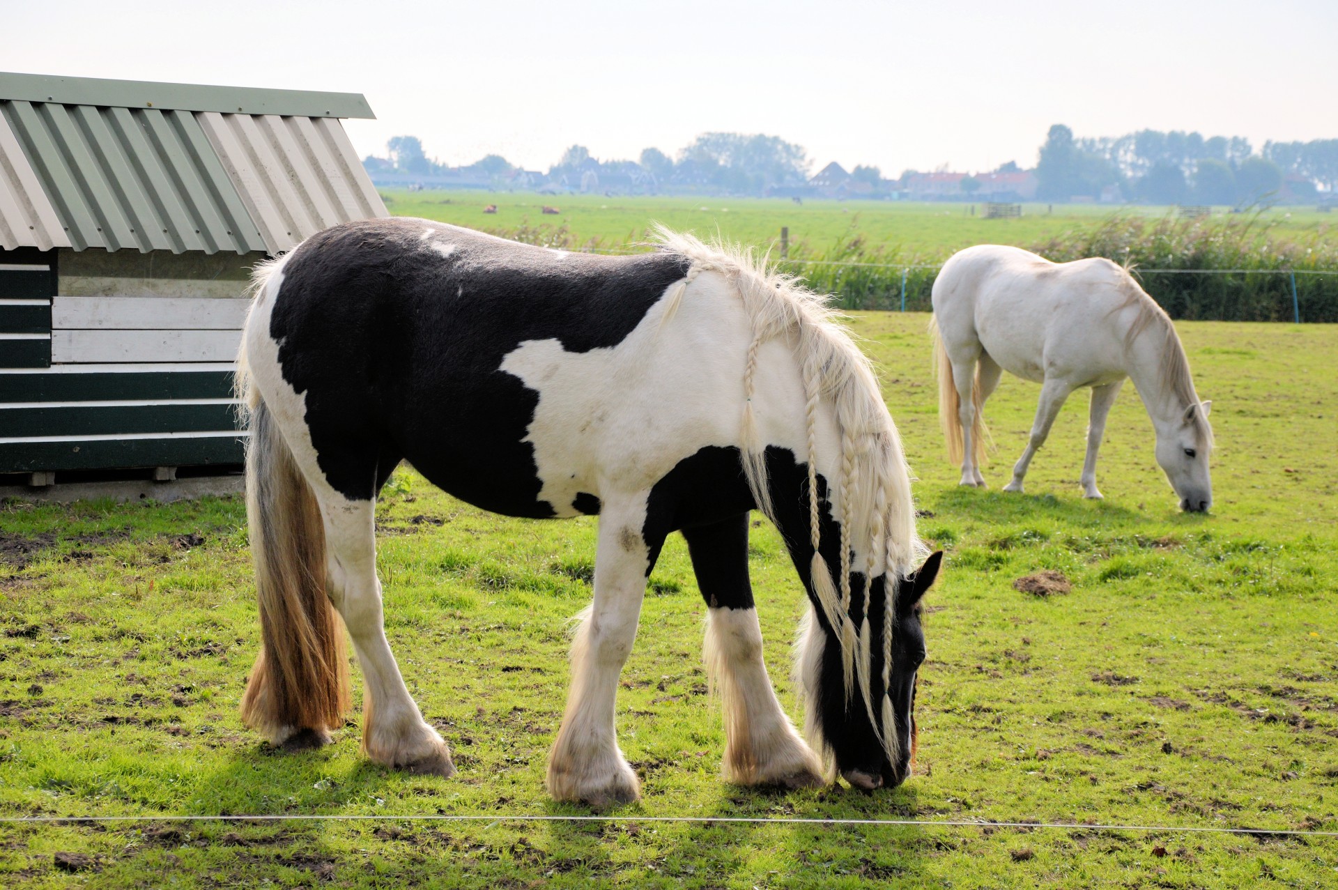 horse farm animal free photo