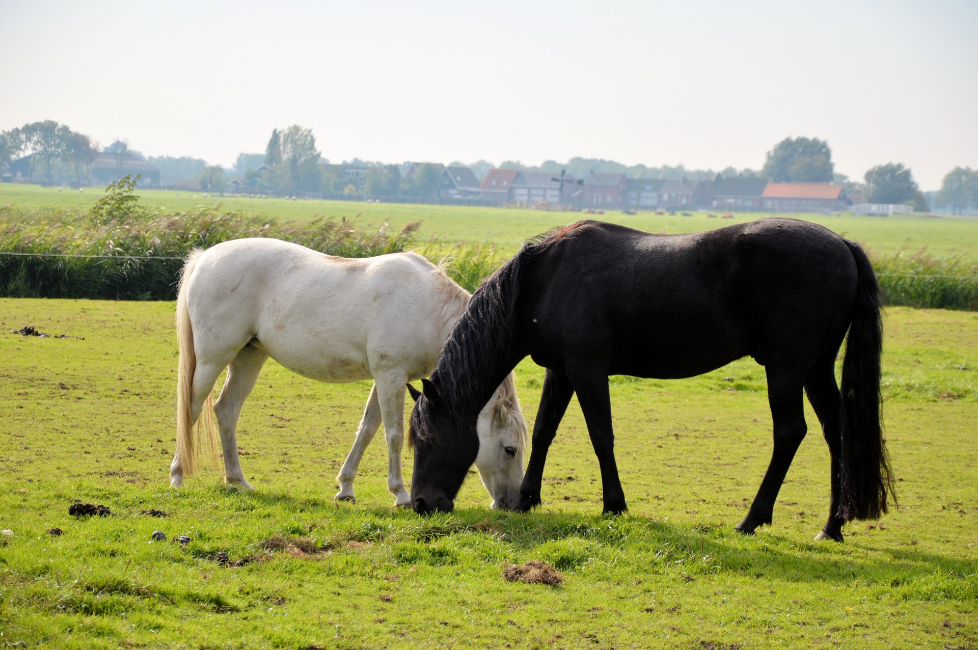 hors farm cattle free photo