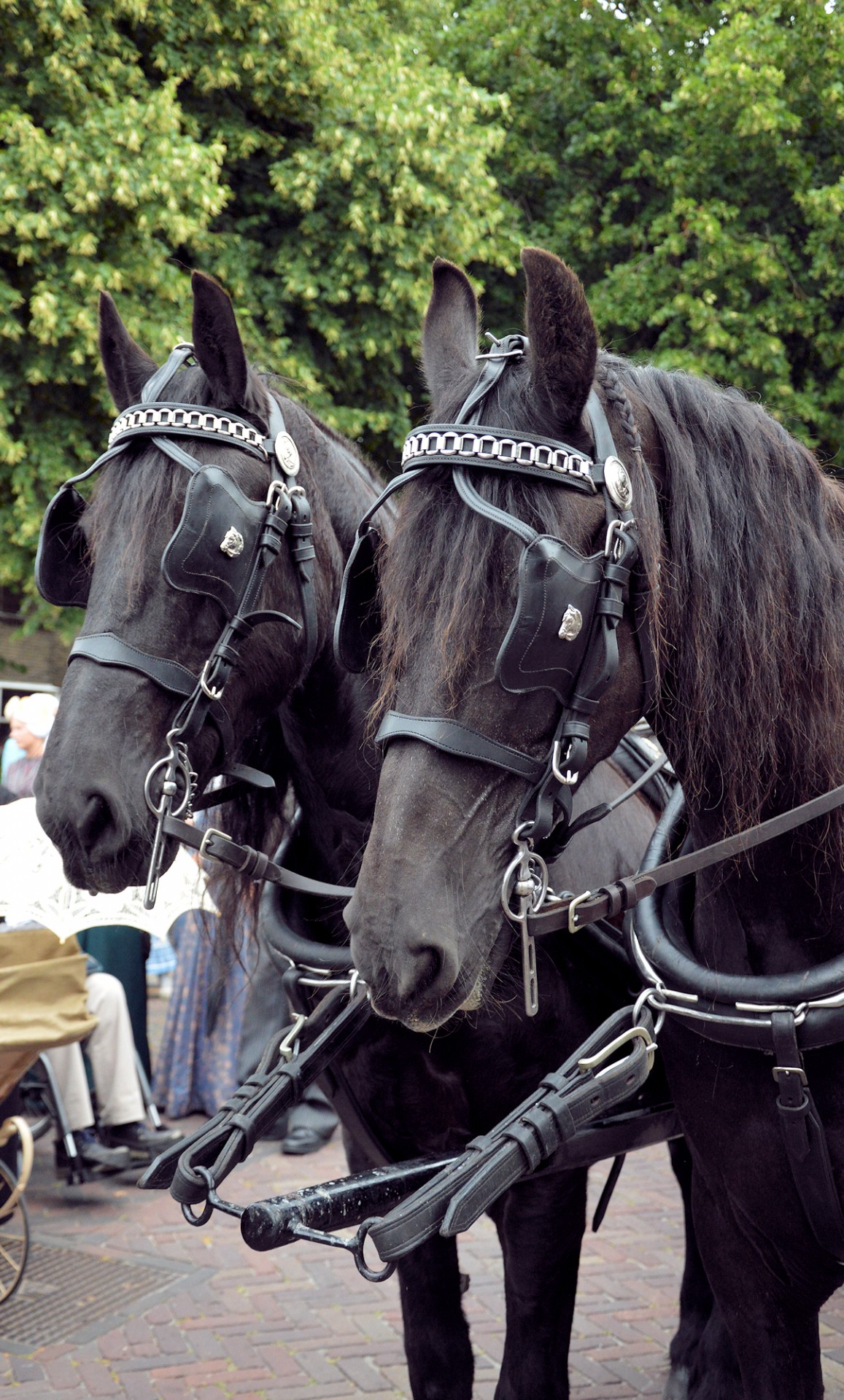 animal horses couple free photo