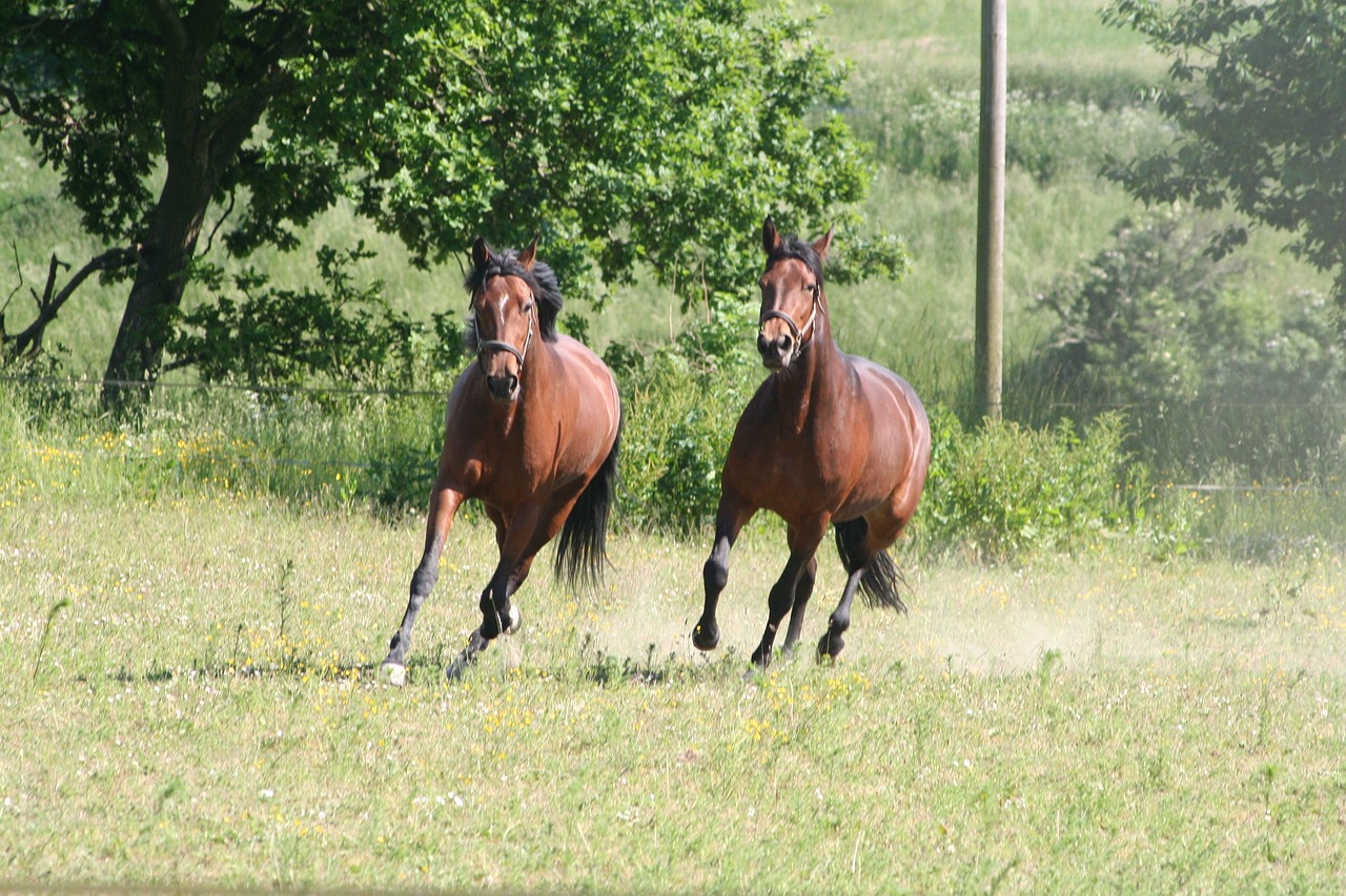 horses trotters gallop free photo