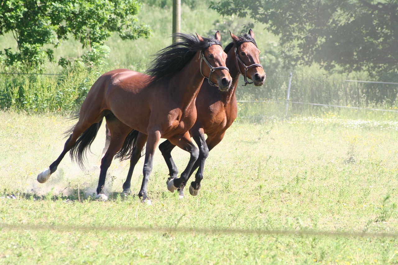 horses gallop trotters free photo