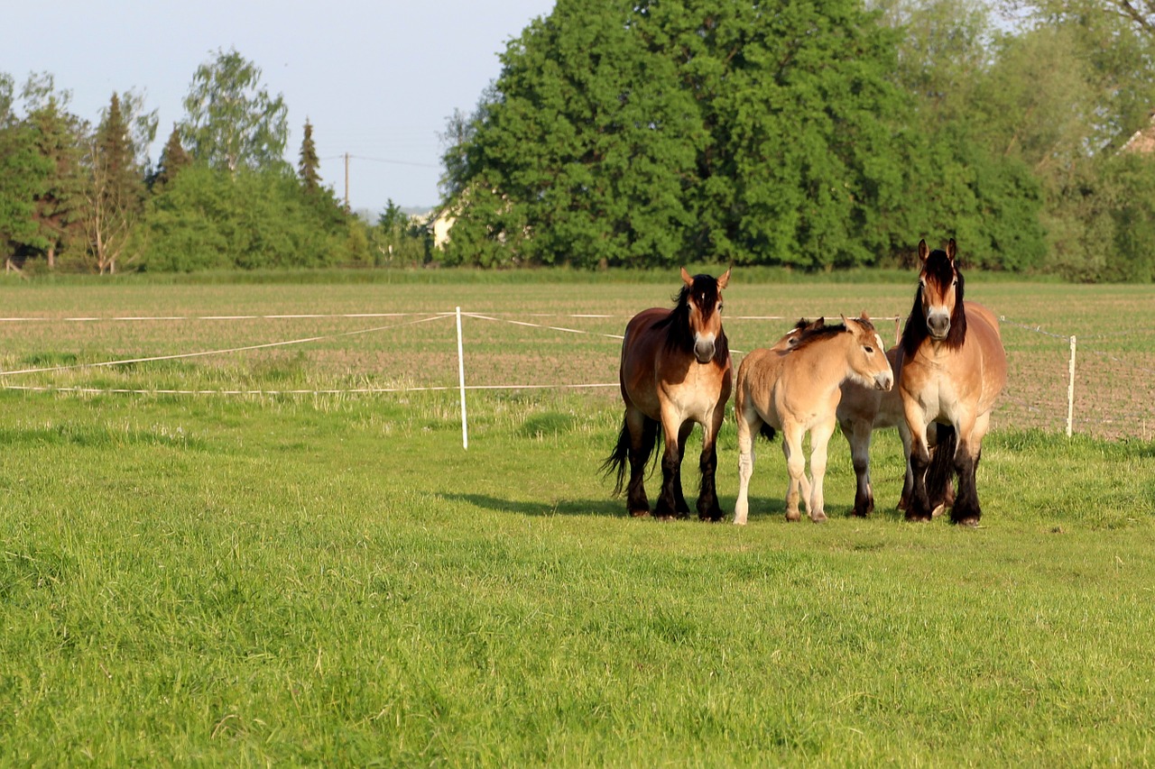horses mares foal free photo
