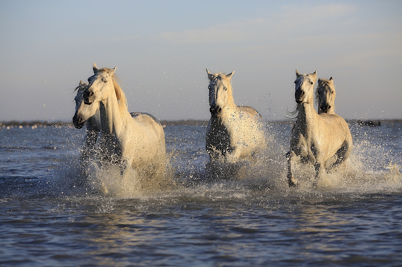 horses herd horse free photo