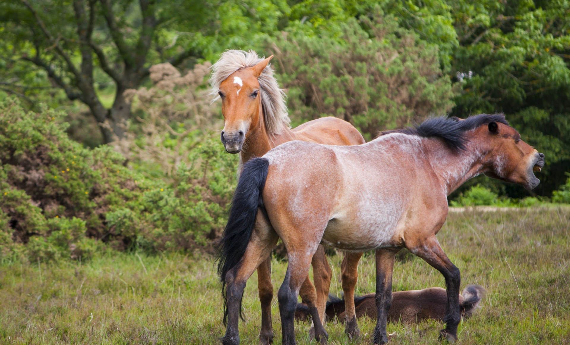 horse horses pony free photo