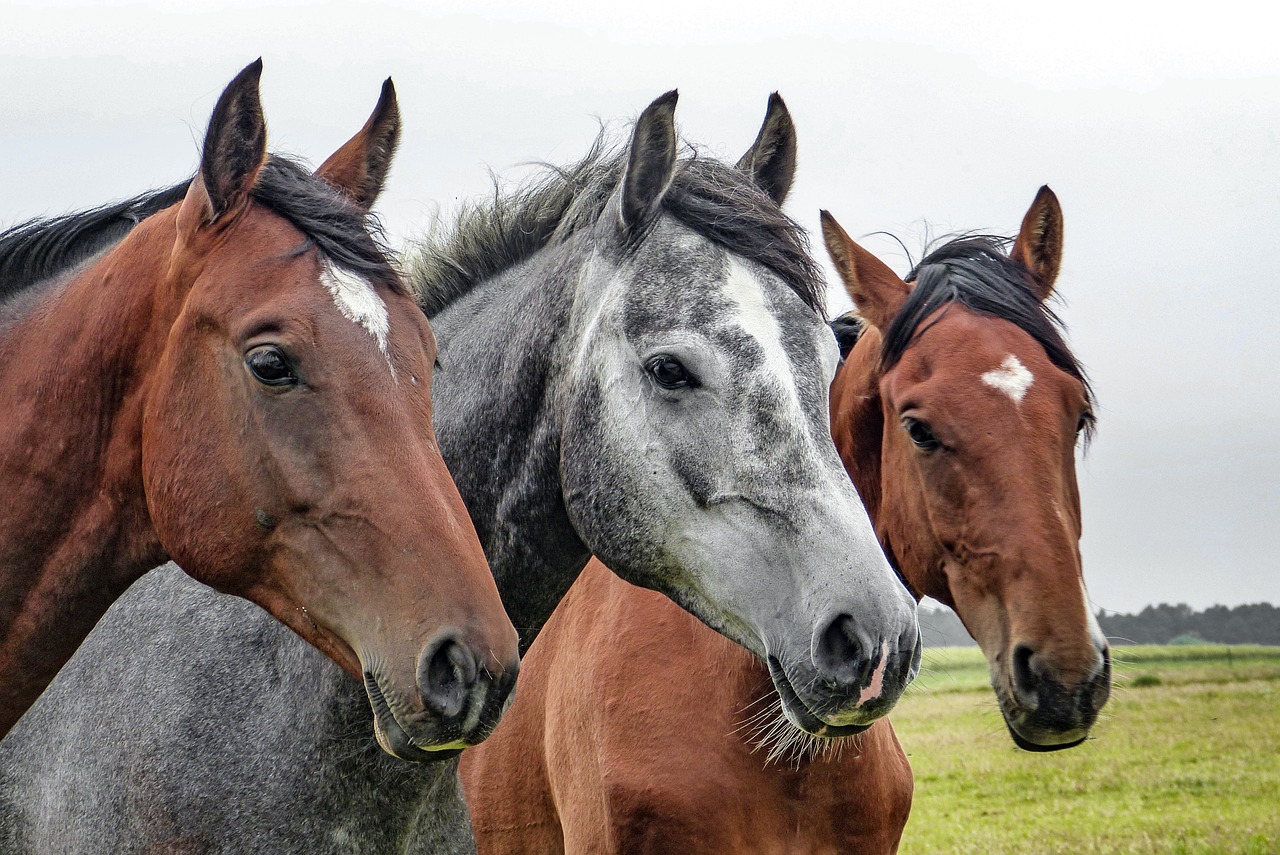 horses horse head animals free photo