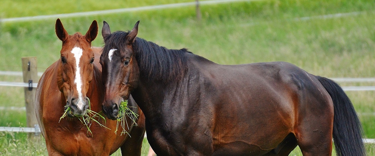 horses for two coupling free photo