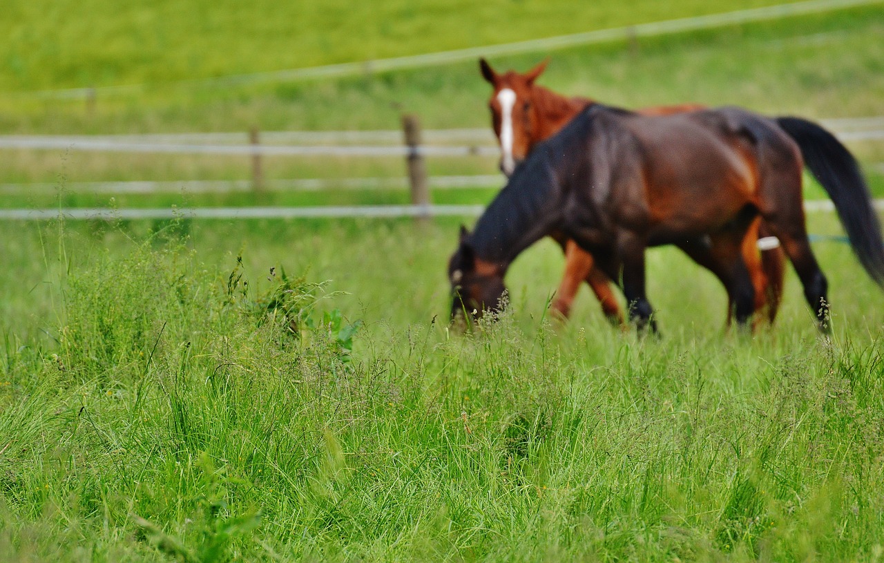 horses for two coupling free photo