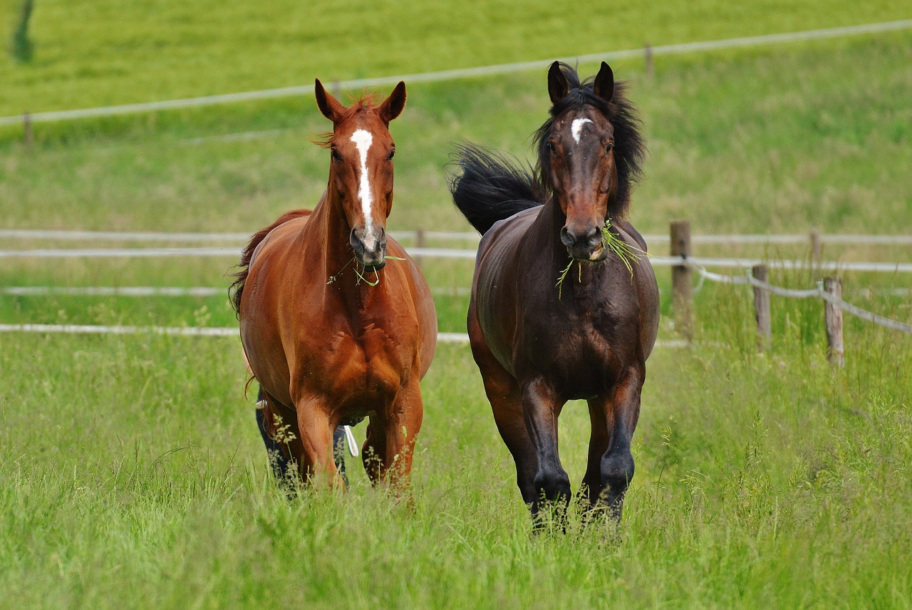 horses for two coupling free photo