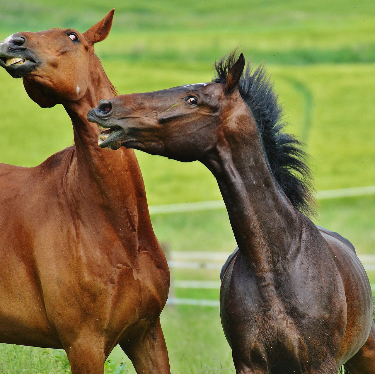 horses for two coupling free photo