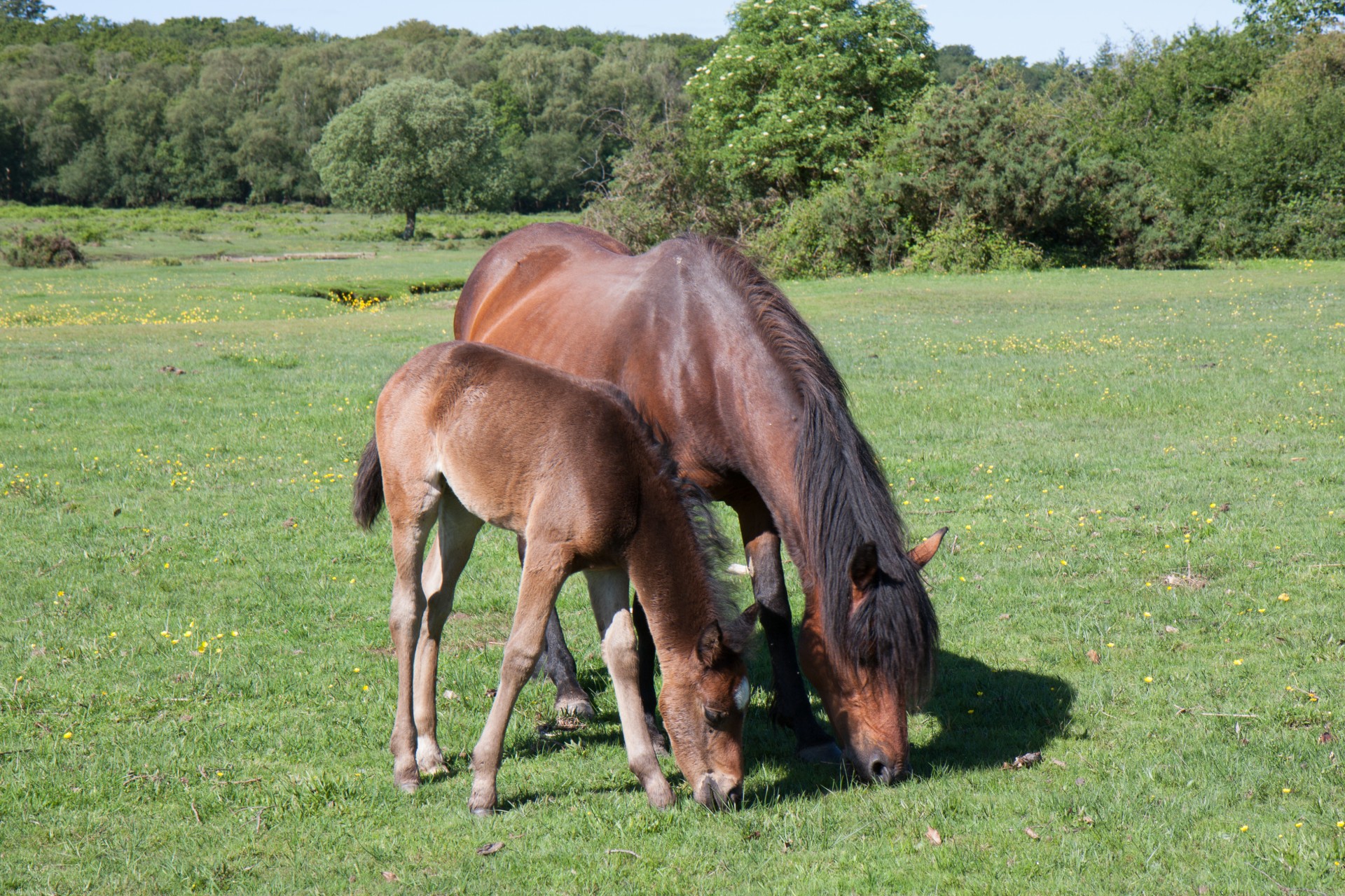 horse horses pony free photo