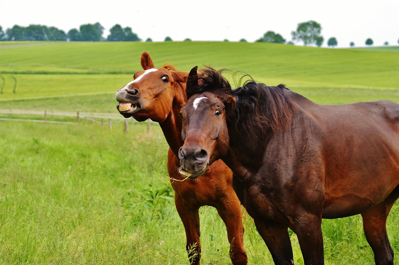 horses for two funny free photo