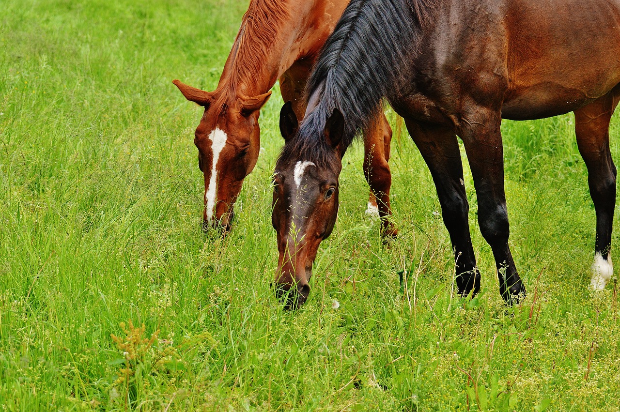 horses for two coupling free photo