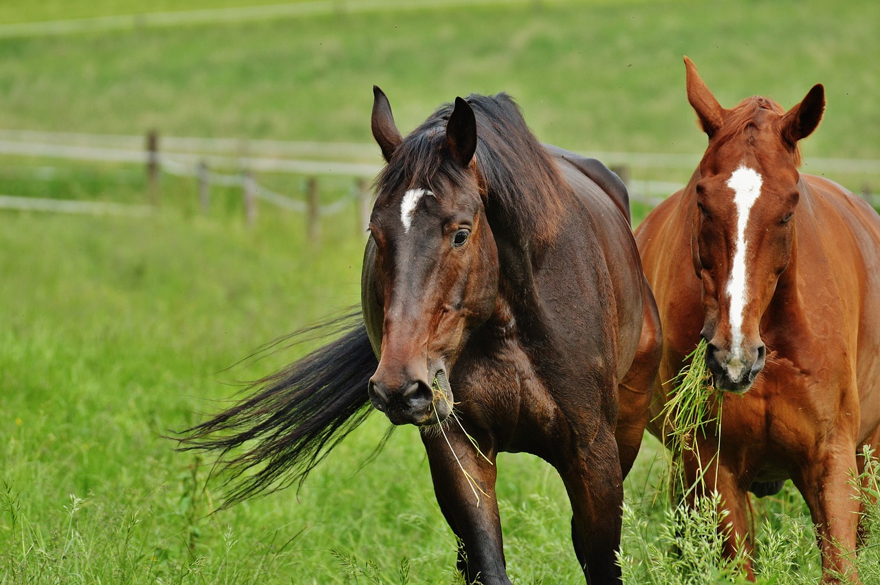 horses for two coupling free photo