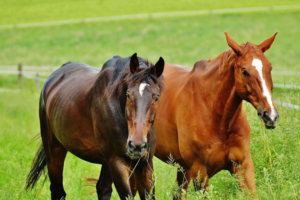 horses for two coupling free photo