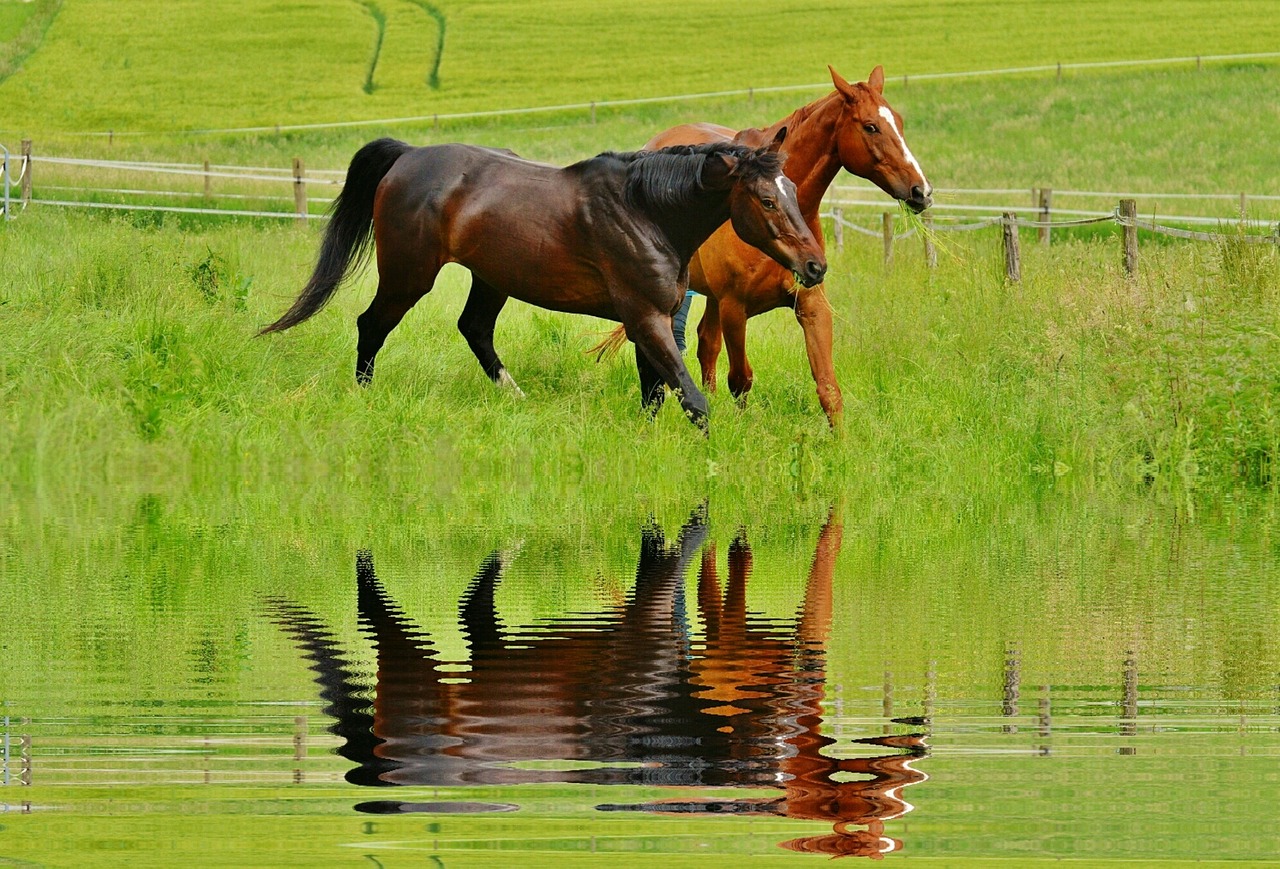 horses for two coupling free photo